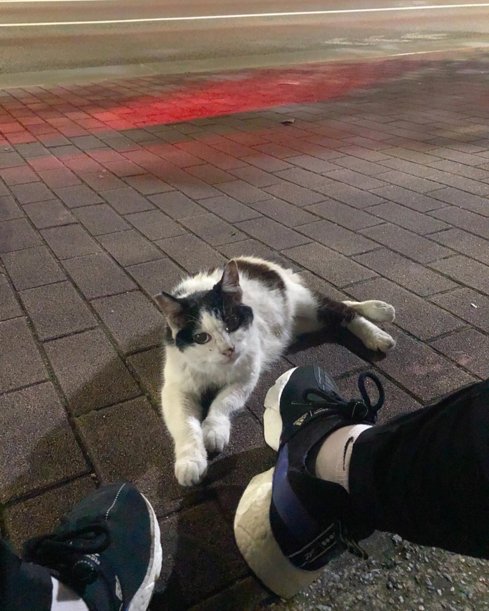 東京鐵塔芝公園 桜