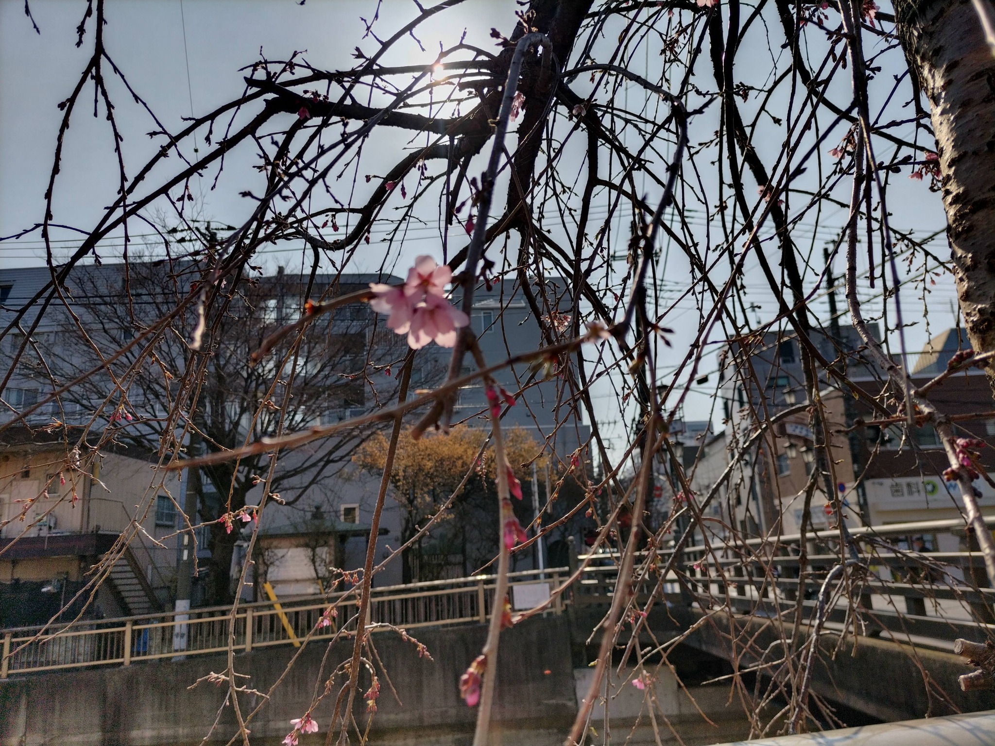 石神井川沿岸 桜