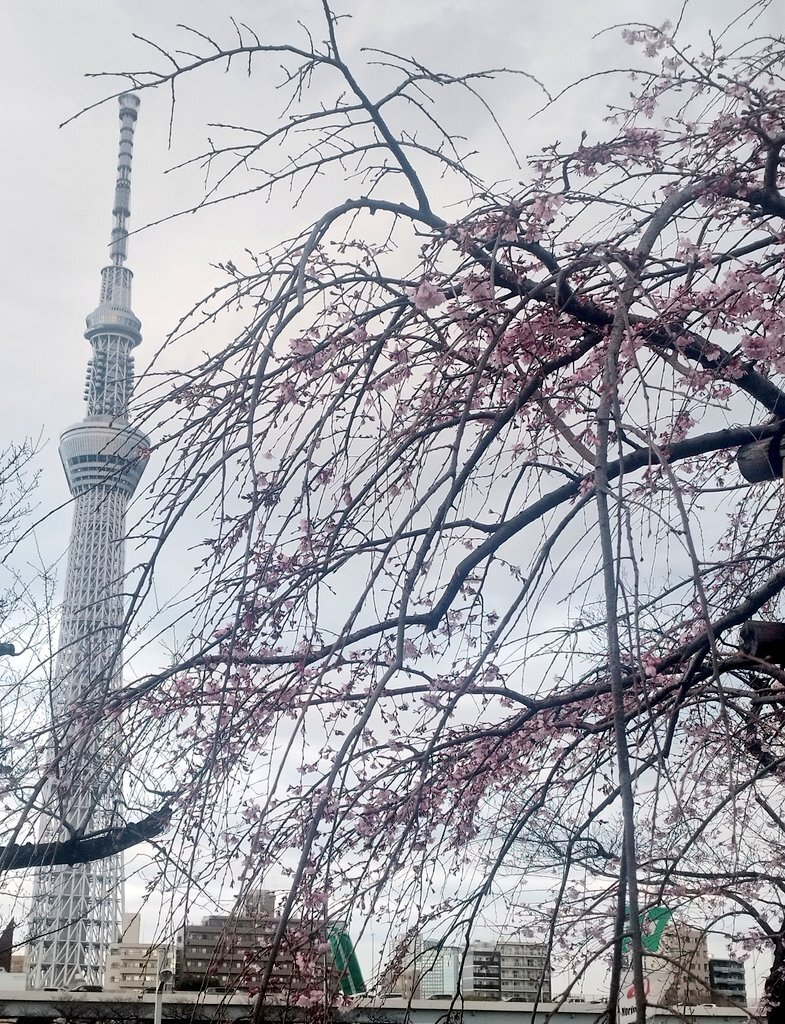 東京晴空塔 桜