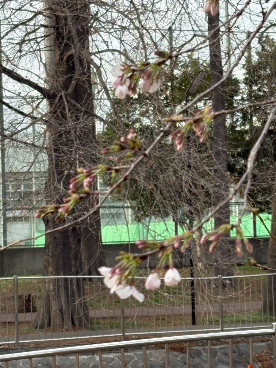 善福寺川綠地 桜