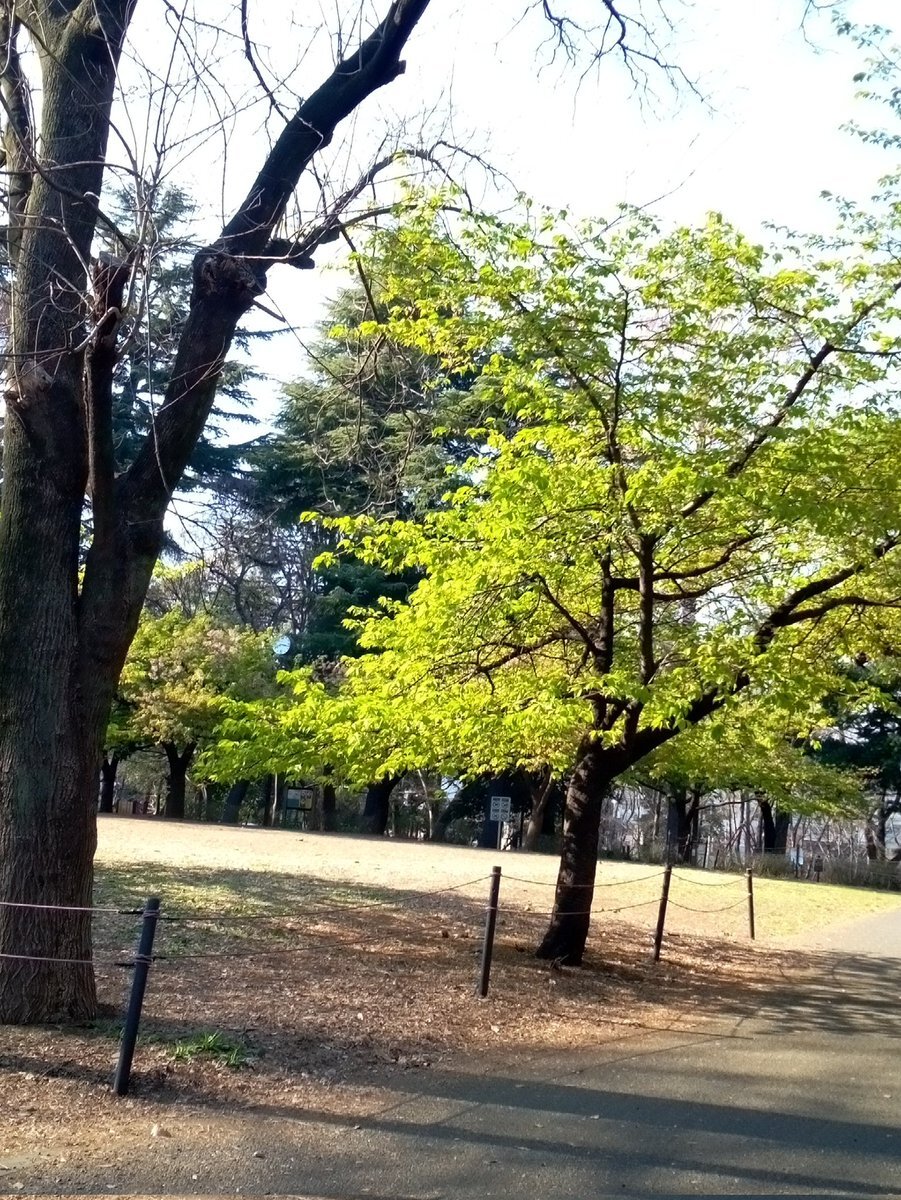林試之森公園 桜
