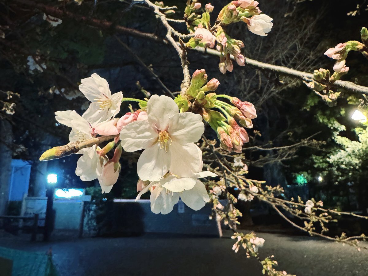上野恩賜公園 桜