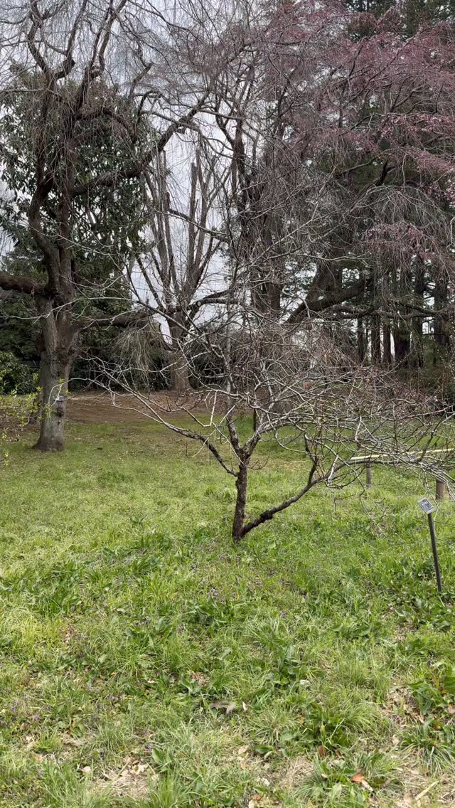 神代植物公園 桜