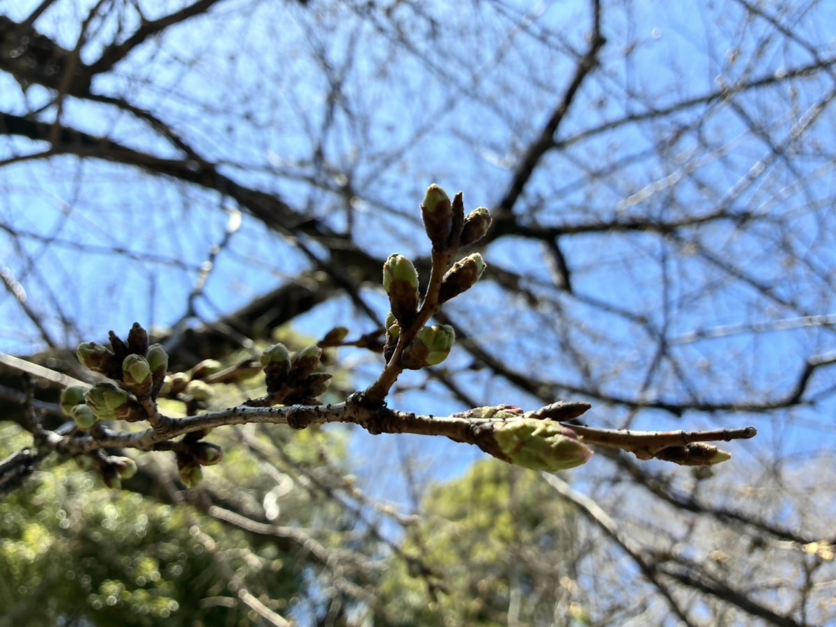 王子音無親水公園 桜