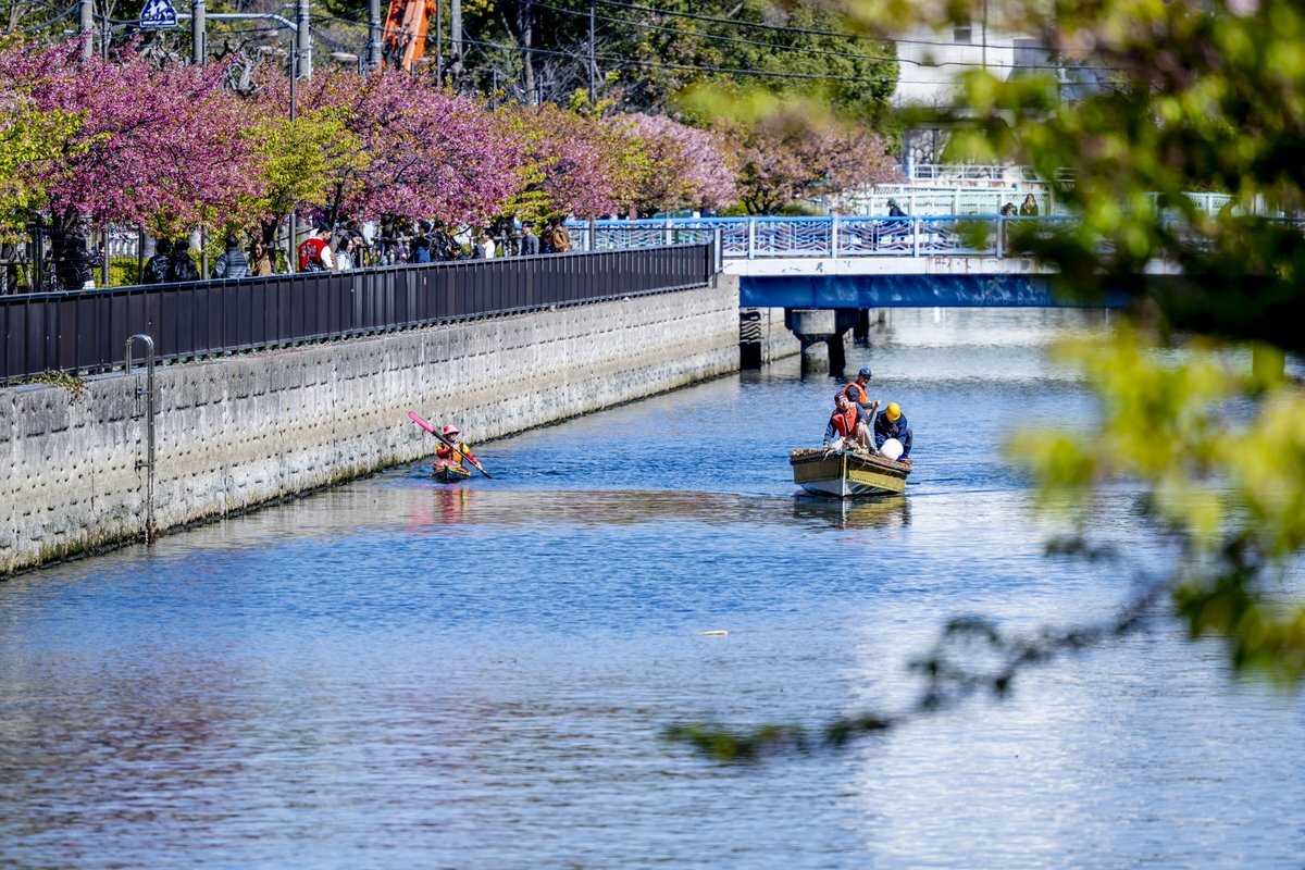 大橫川沿岸 桜