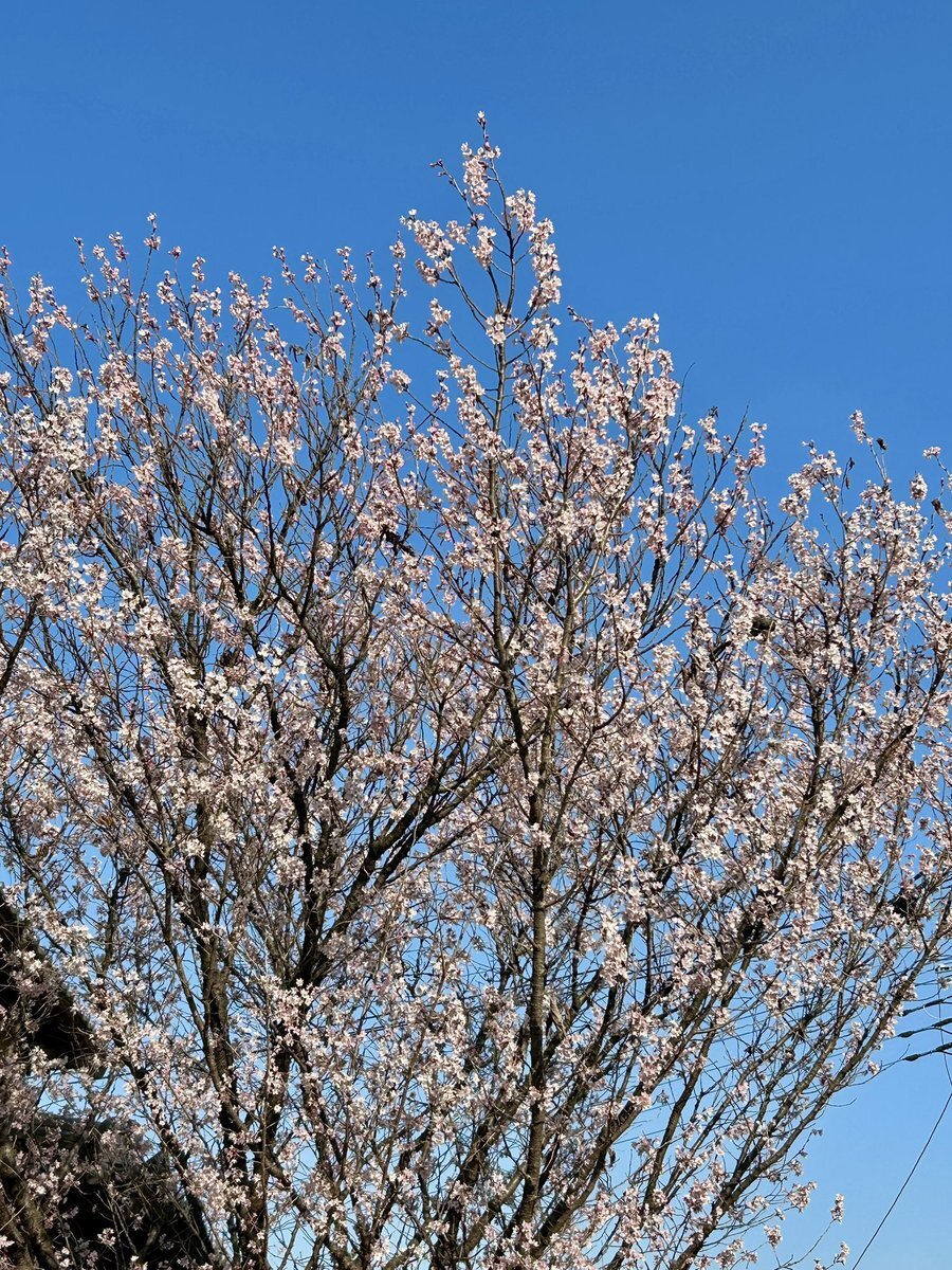 松陰神社 桜