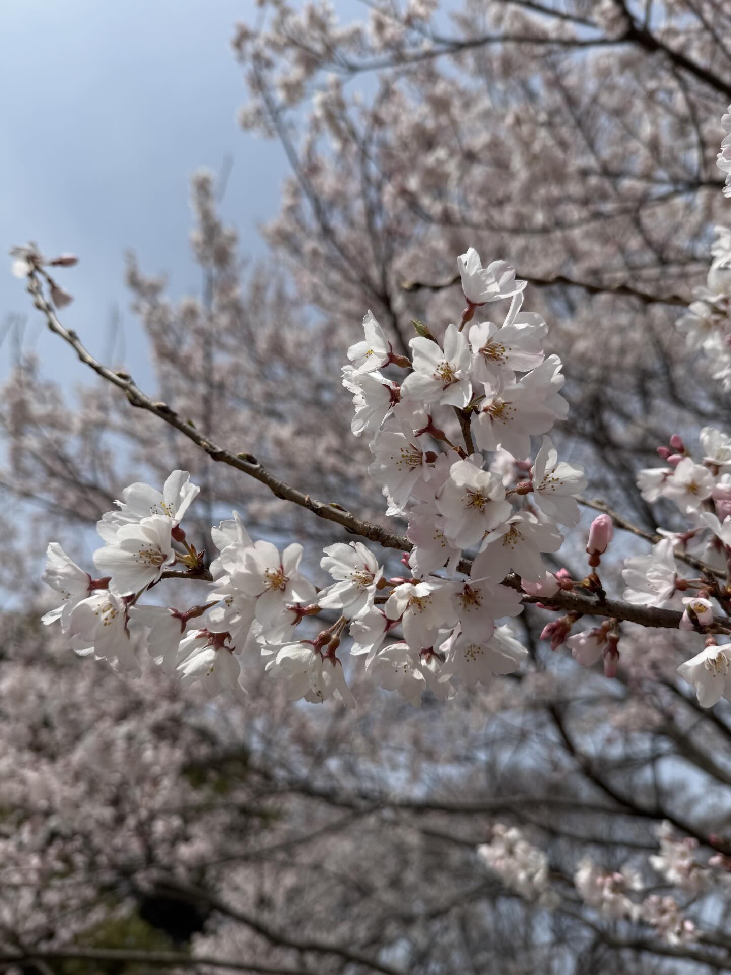 小金井公園 桜
