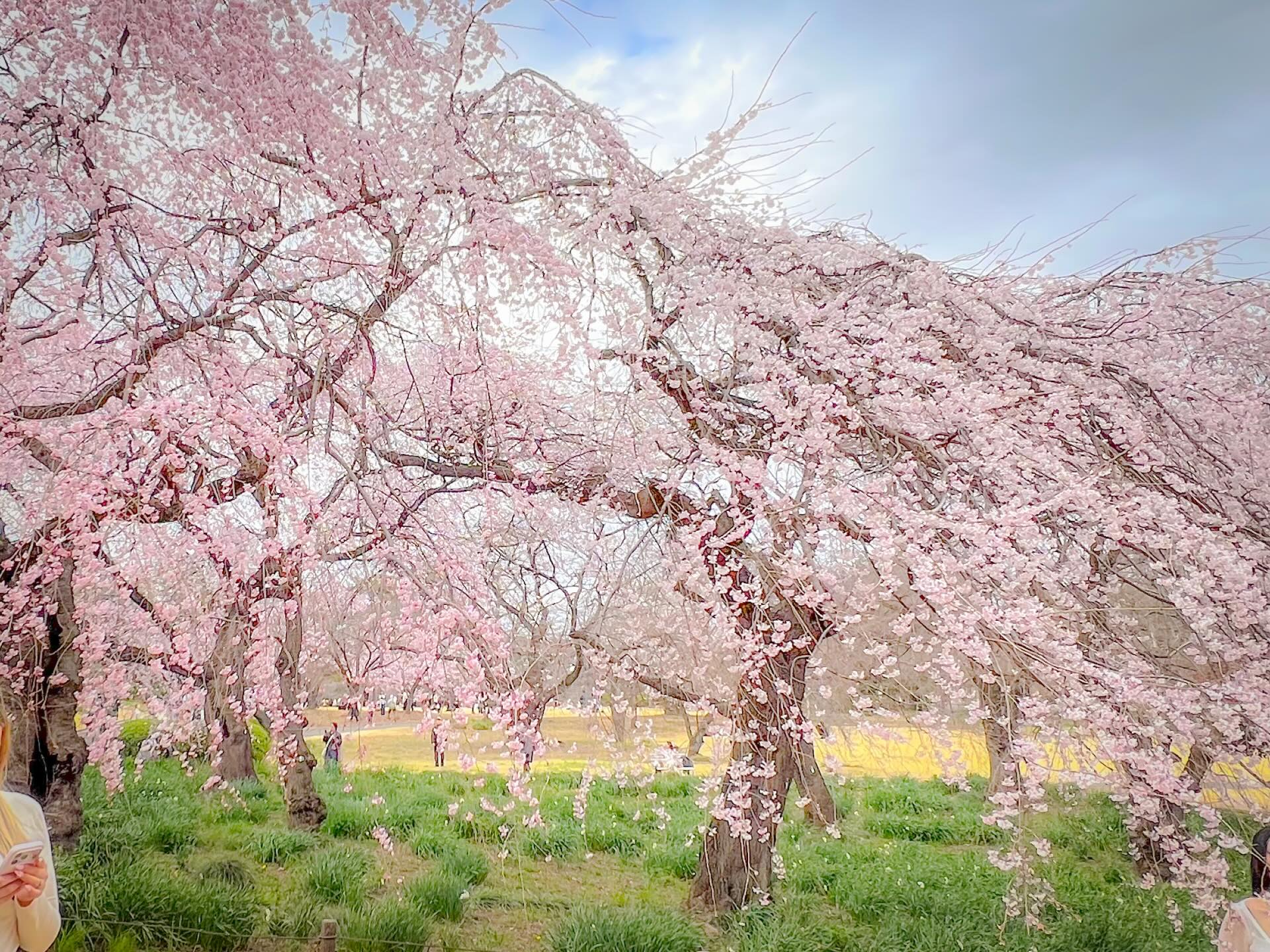 哲學堂公園 桜
