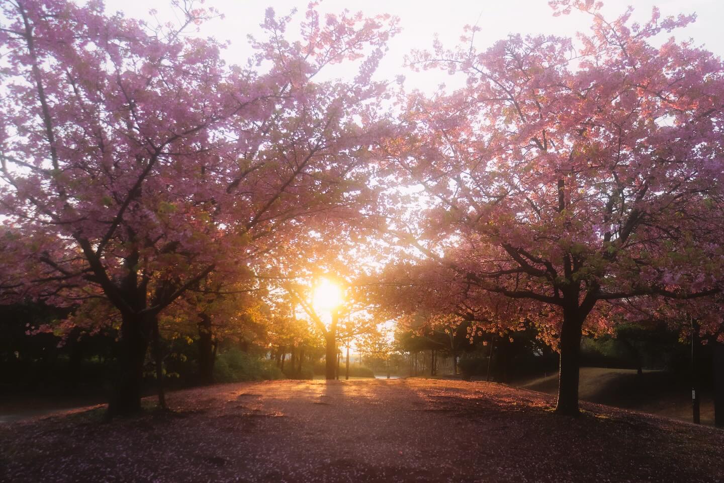 新倉山淺間公園 桜