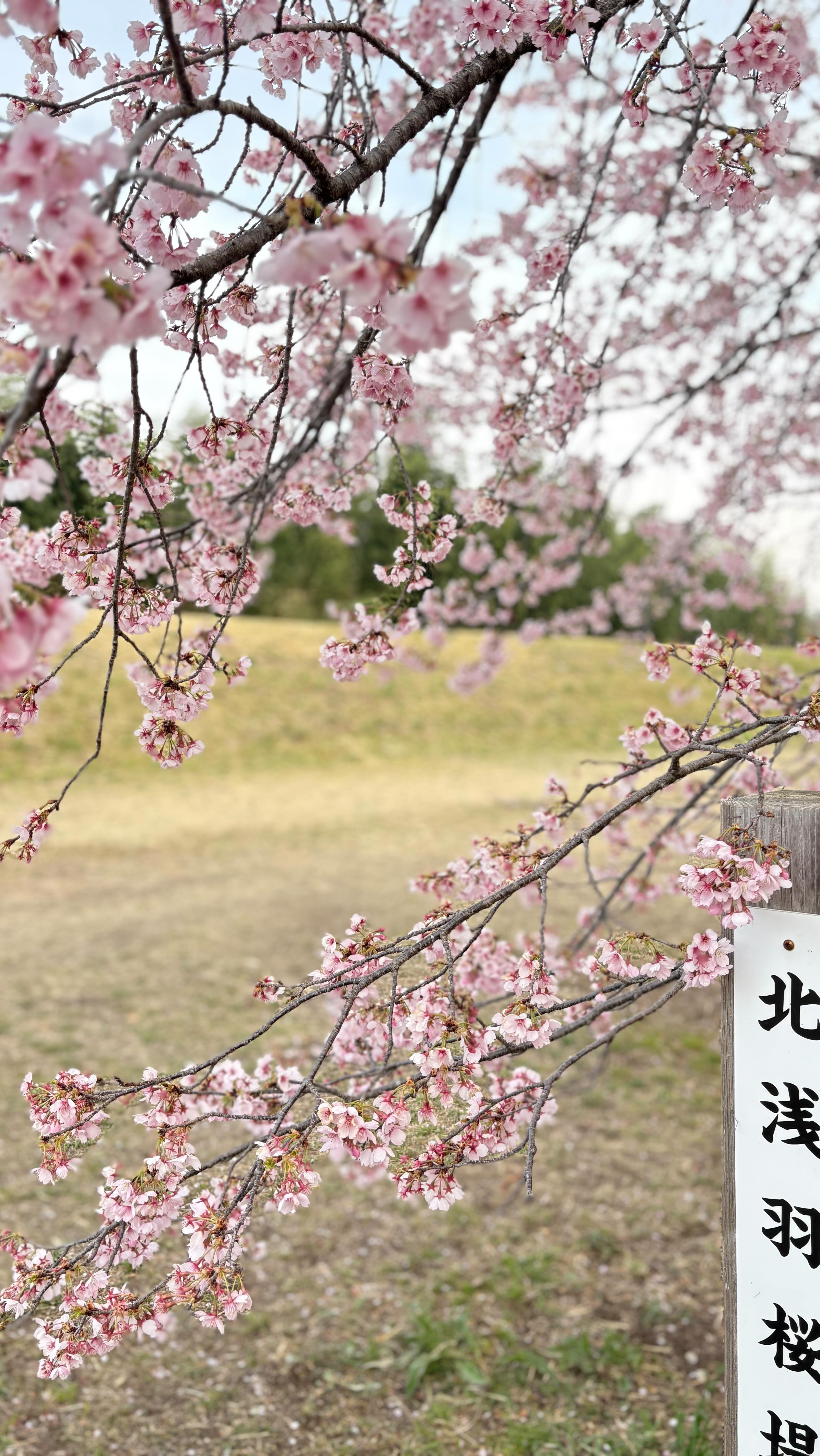 幸手權現堂櫻堤 桜