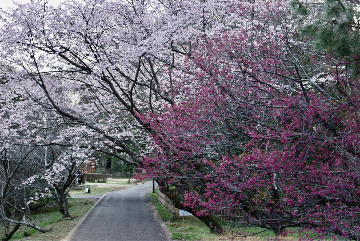 佐倉城址公園 桜