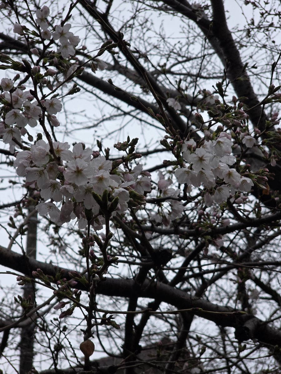 宿河原櫻花水道 桜