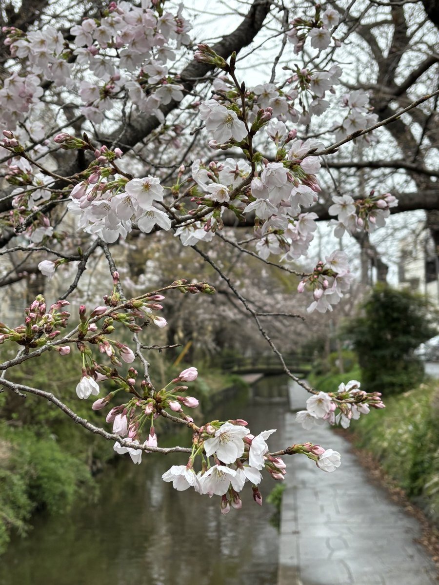 宿河原櫻花水道 櫻花
