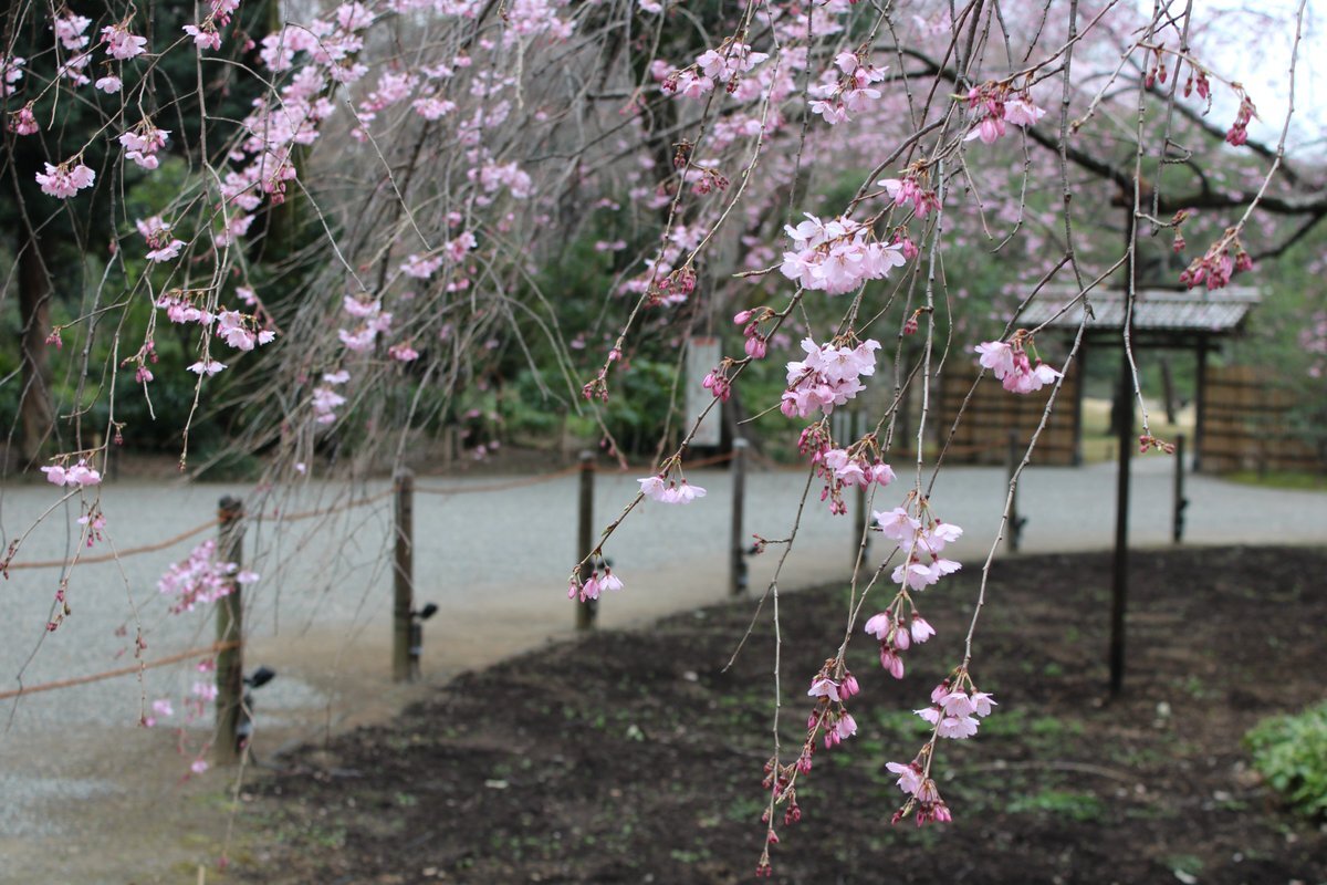 六義園 桜