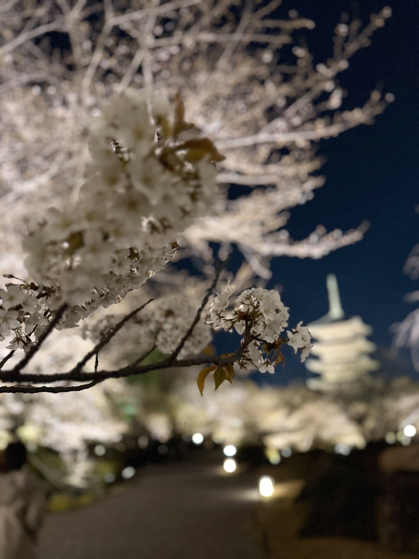 東寺 桜