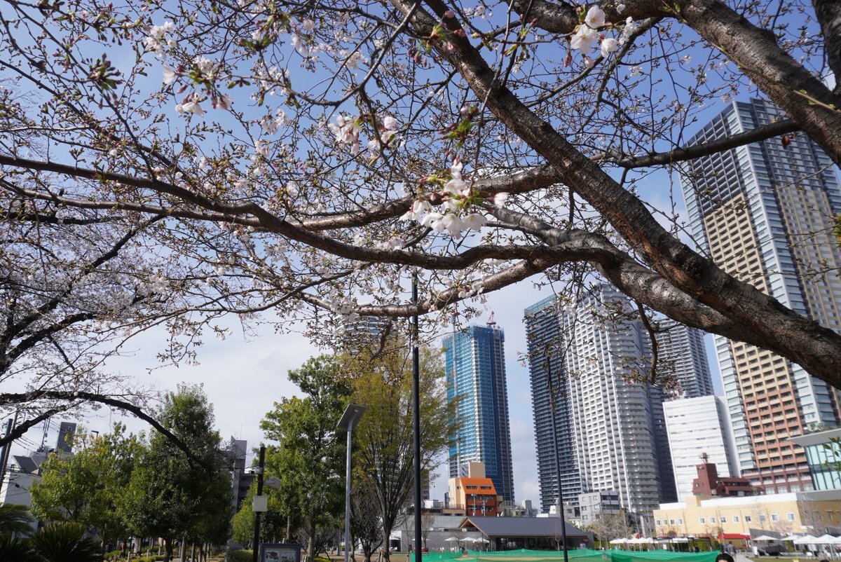 造幣局 櫻花通道 桜